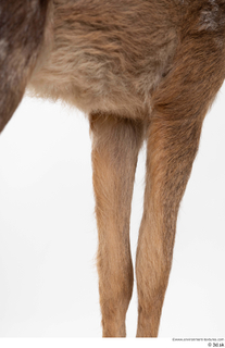 Deer doe leg 0053.jpg